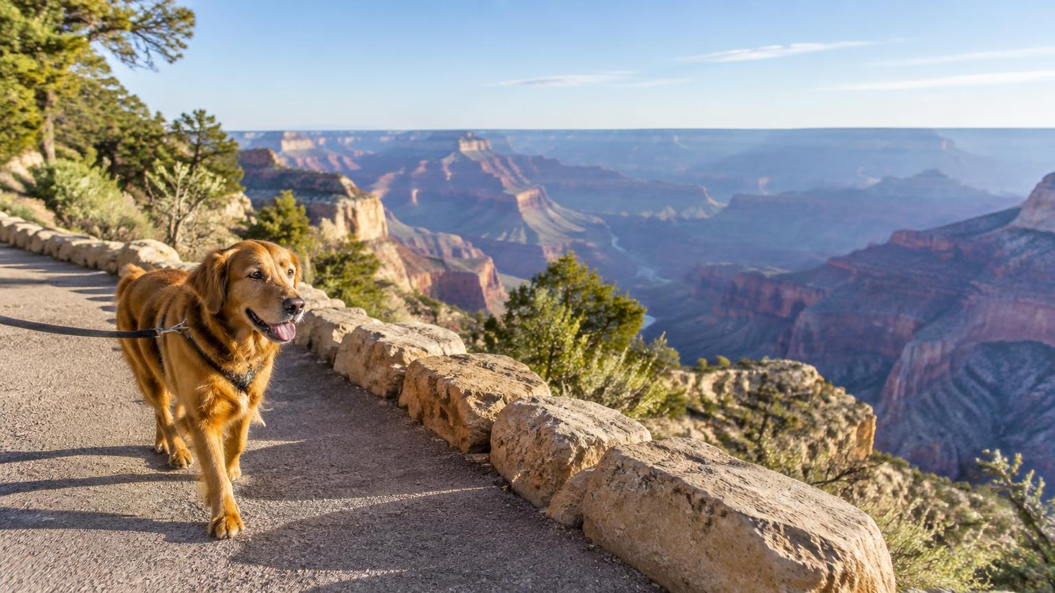 A leashed dog on a paved rim trail above a canyon